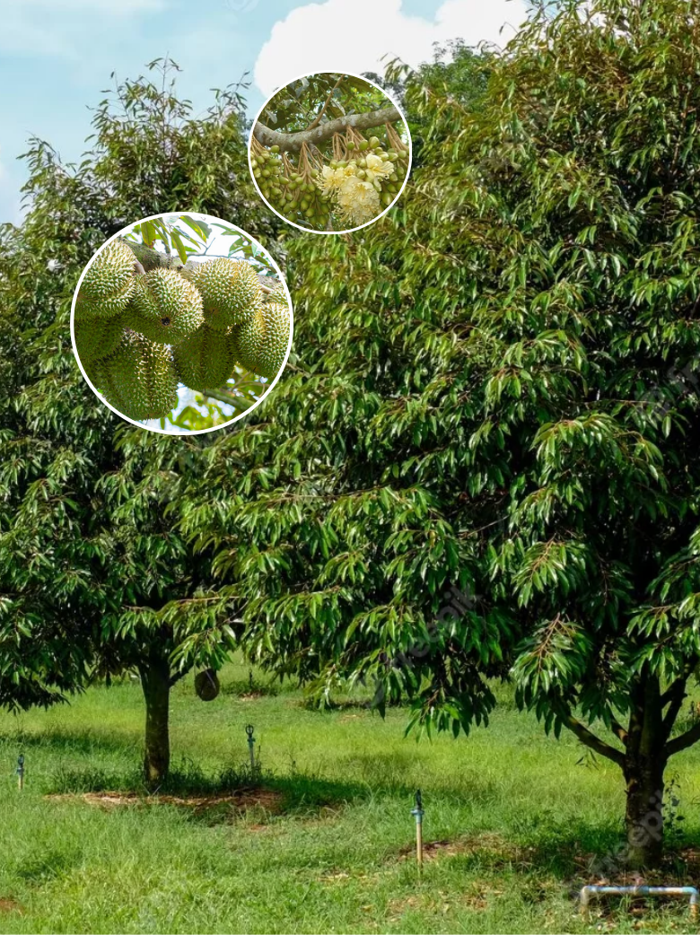 PHỤC HỒI VƯỜN SẦU RIÊNG SAU THU HOẠCH