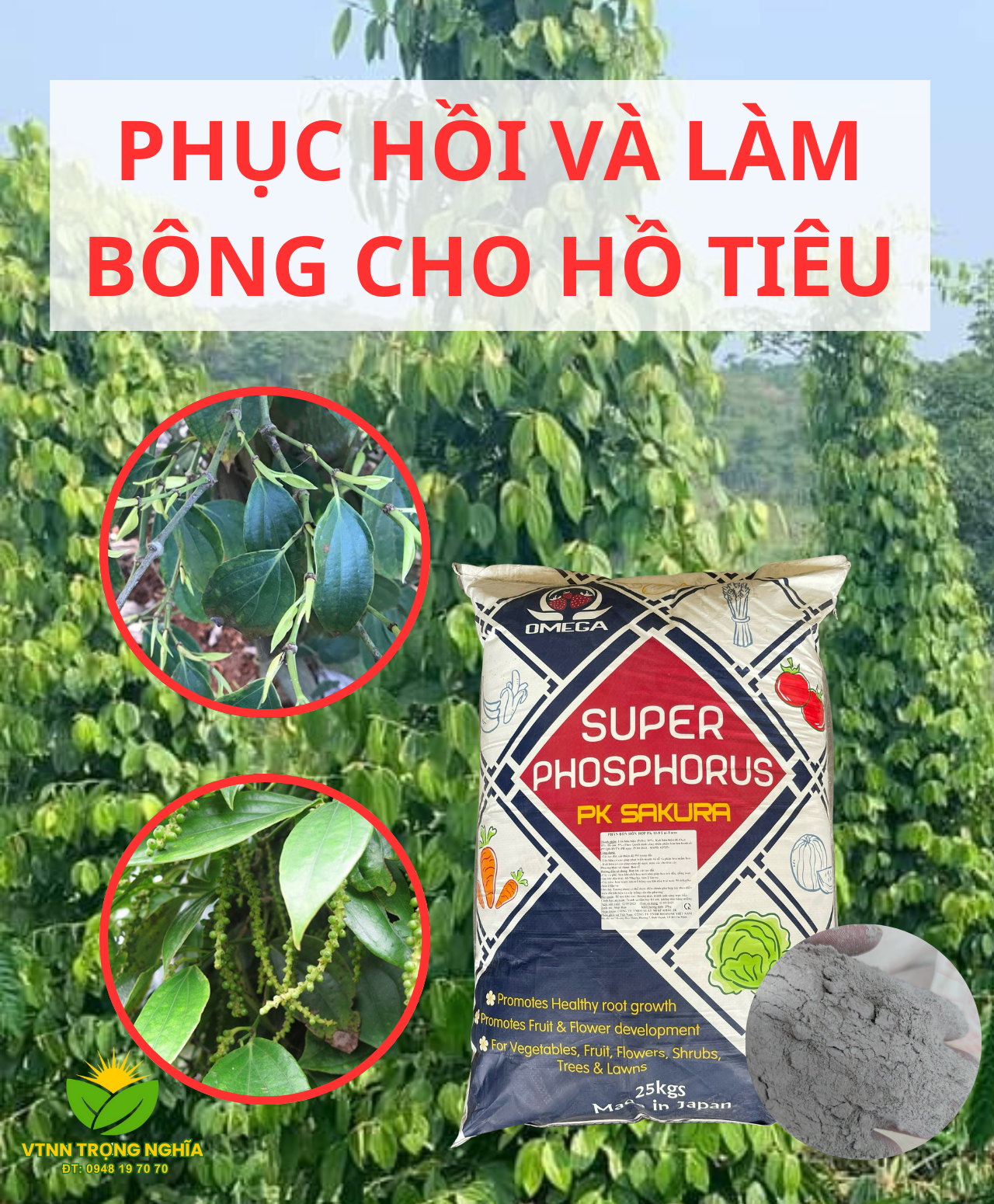 Nnuôi dưỡng vườn tiêu sau thu hoạch và làm bông hồ tiêu cho vụ mùa mới