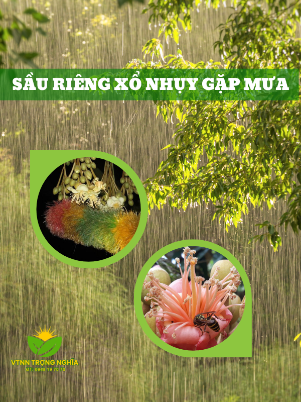 SẦU RIÊNG XỔ NHỤY GẶP TRỜI MƯA
