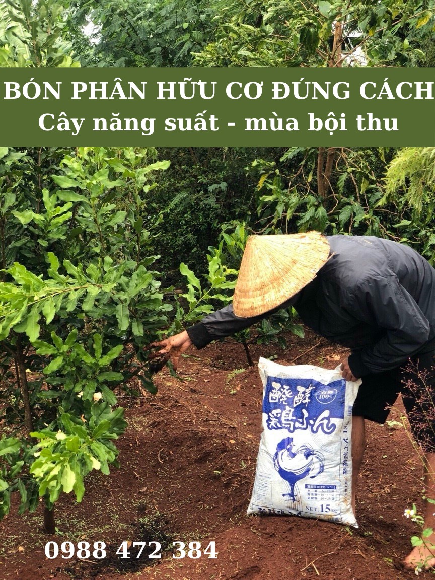Cách bón phân hữu cơ cho cây sầu riêng