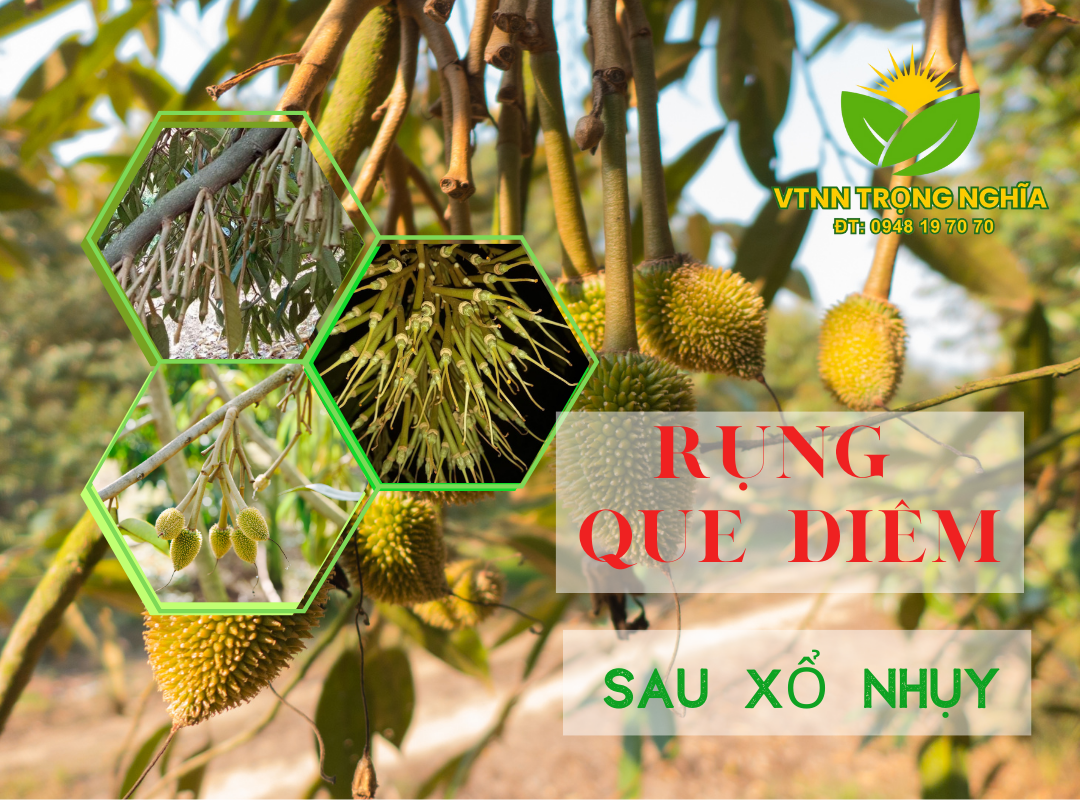 SẦU RIÊNG RỤNG QUE DIÊM SAU KHI XỔ NHỤY