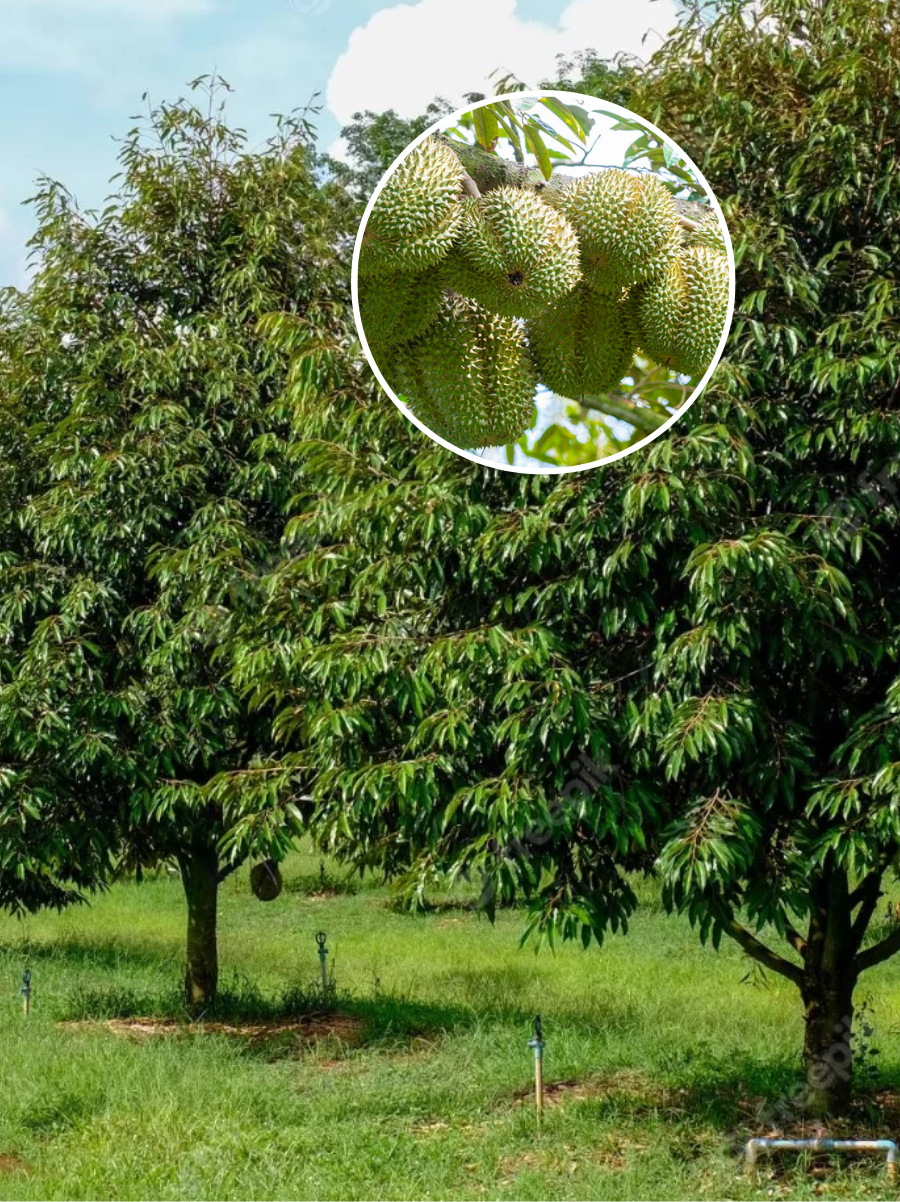 Phân bón dạng viên nở dùng cho sầu riêng