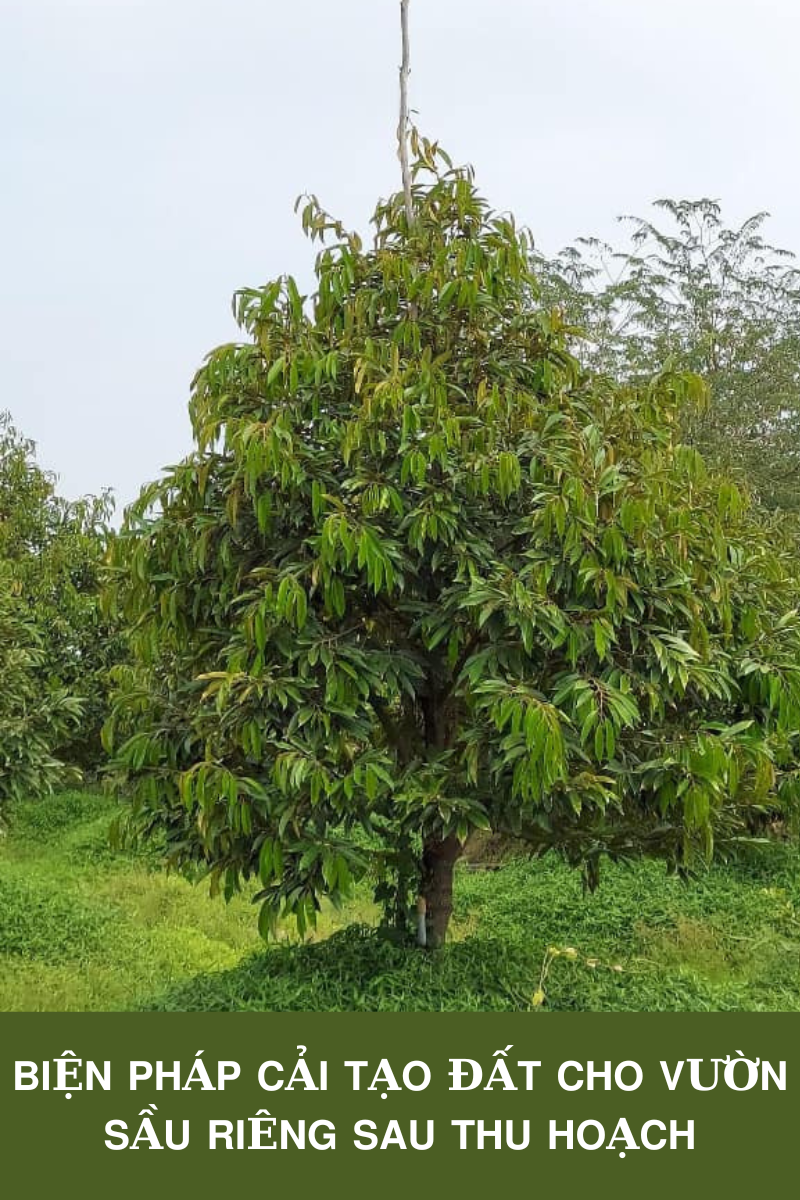 BIỆN PHÁP CẢI TẠO ĐẤT CHO VƯỜN SẦU RIÊNG SAU THU HOẠCH 