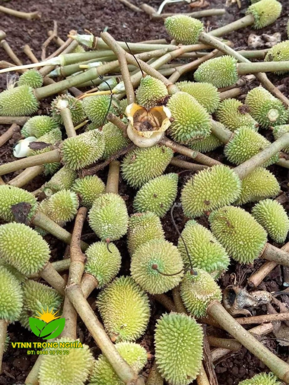 SẦU RIÊNG RỤNG TRÁI NON DO SINH LÝ VÀ CÁCH XỬ LÝ 