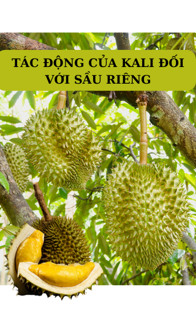 PHÂN BIỆT PHÂN KALI TRẮNG VÀ KALI ĐỎ - CÔNG DỤNG MỖI LOẠI