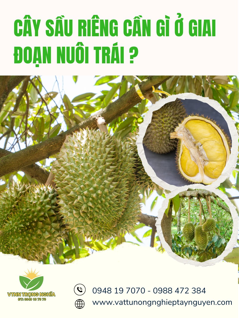 CÂY SẦU RIÊNG CẦN GÌ Ở GIAI ĐOẠN NUÔI TRÁI ?
