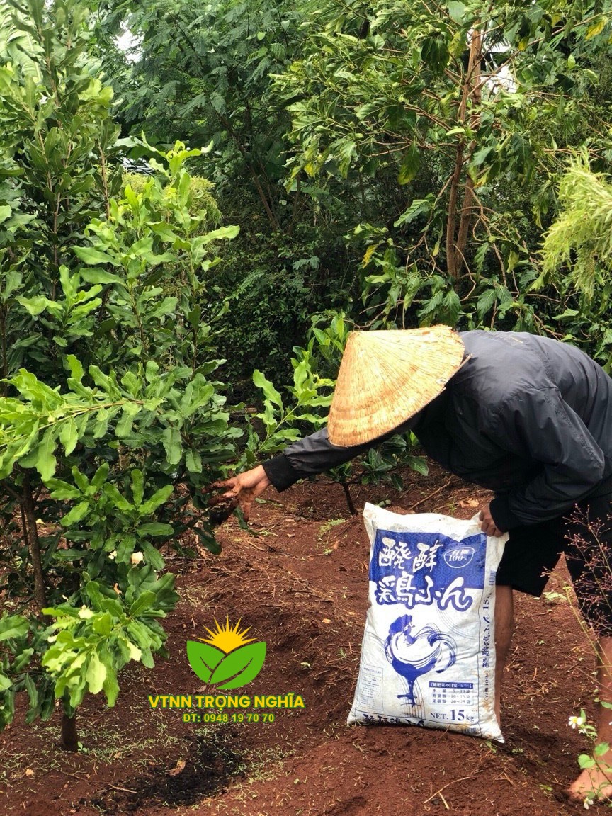 Vì sao nên sử dụng phân gà bột vi sinh Nhật Bản?