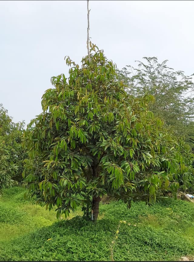 Có nên để cỏ dại trong vườn và lợi ích của cỏ dại