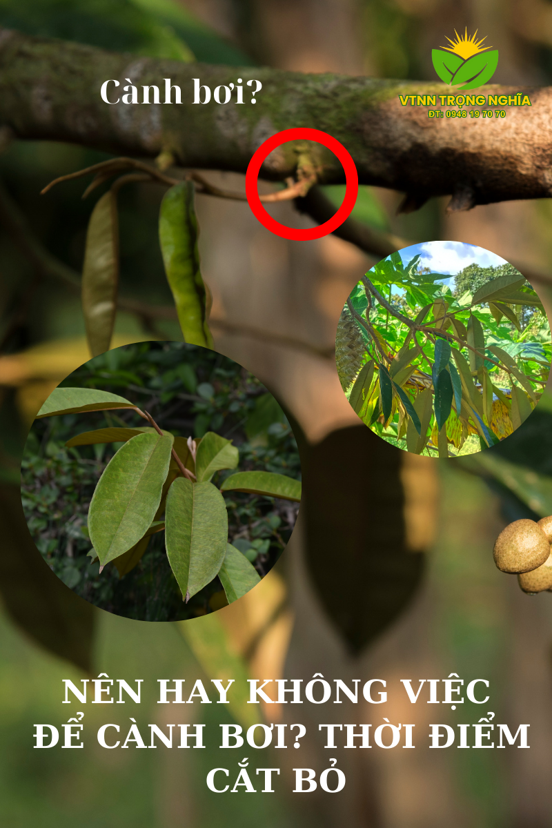 THỜI ĐIỂM CẮT BỎ CÀNH BƠI SẦU RIÊNG HỢP LÝ