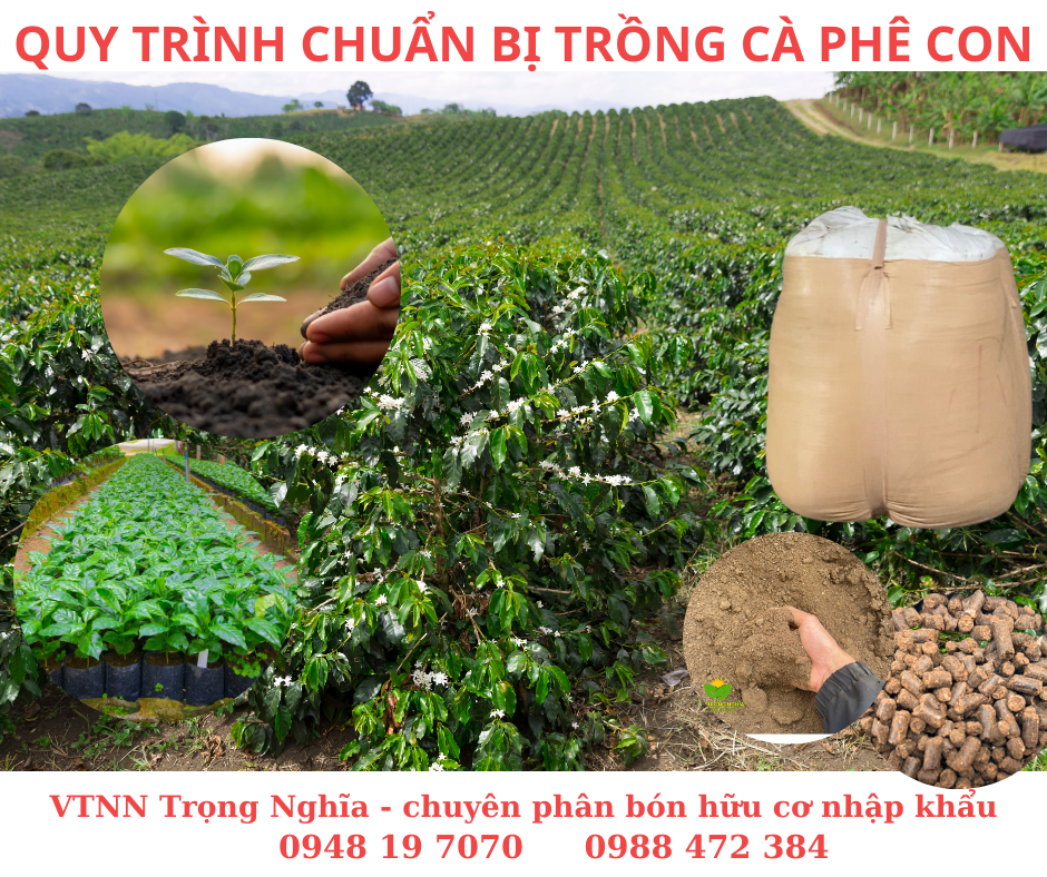 CÁC ĐIỀU CẦN LƯU Ý TRƯỚC KHI TRỒNG CÀ PHÊ