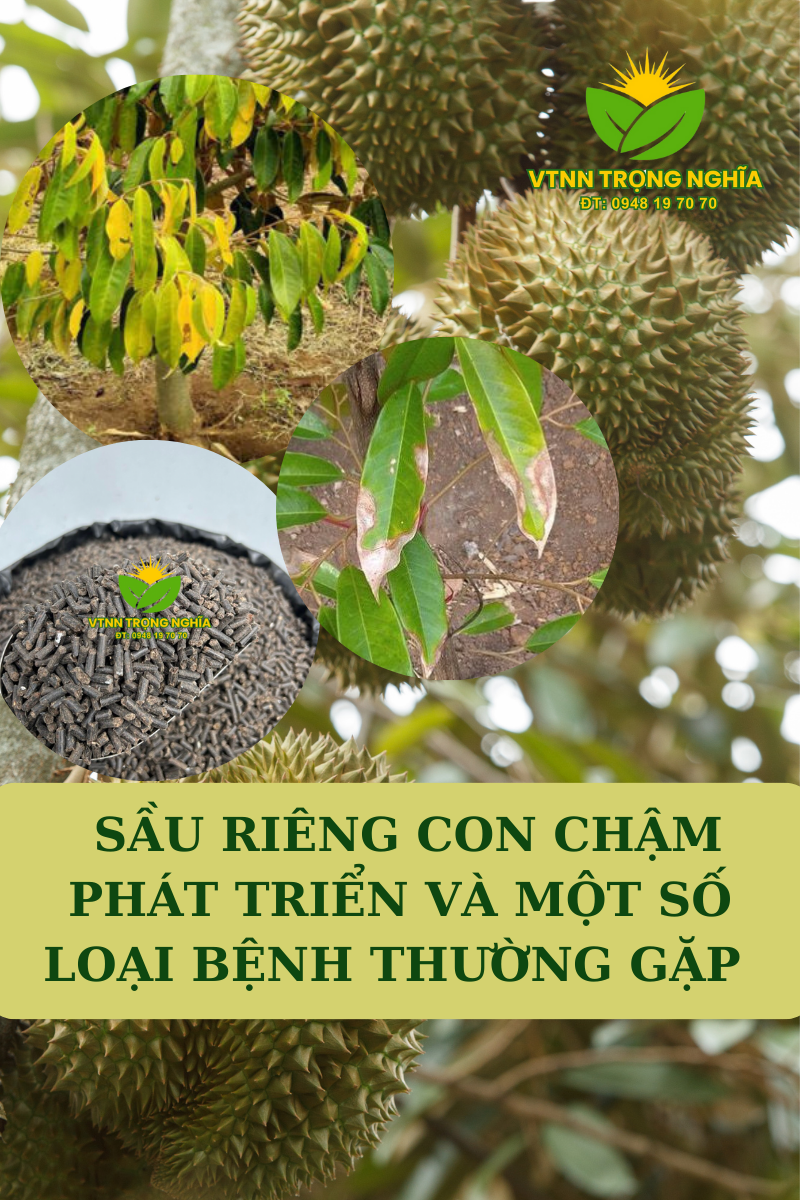 Nguyên nhân chậm phát triển và một số loại bệnh ở sầu riêng con - Cách khắc phục