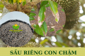 Nguyên nhân chậm phát triển và một số loại bệnh ở sầu riêng con - Cách khắc phục
