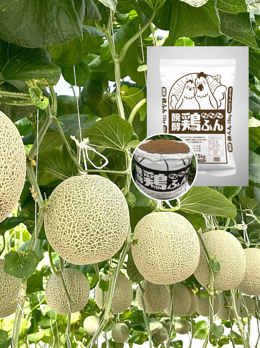 Phân gà hữu cơ dạng bột dùng cho dưa lưới