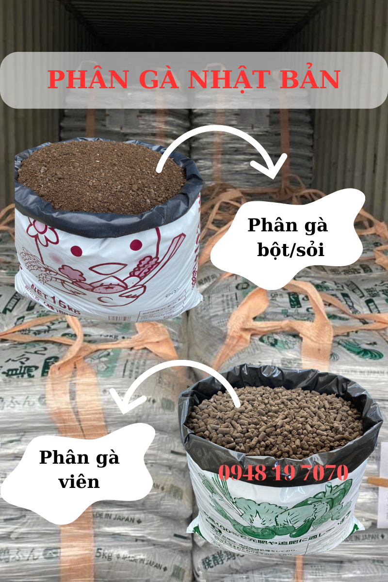Phân gà Nhật Bản 
