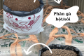 Phân gà Nhật Bản 