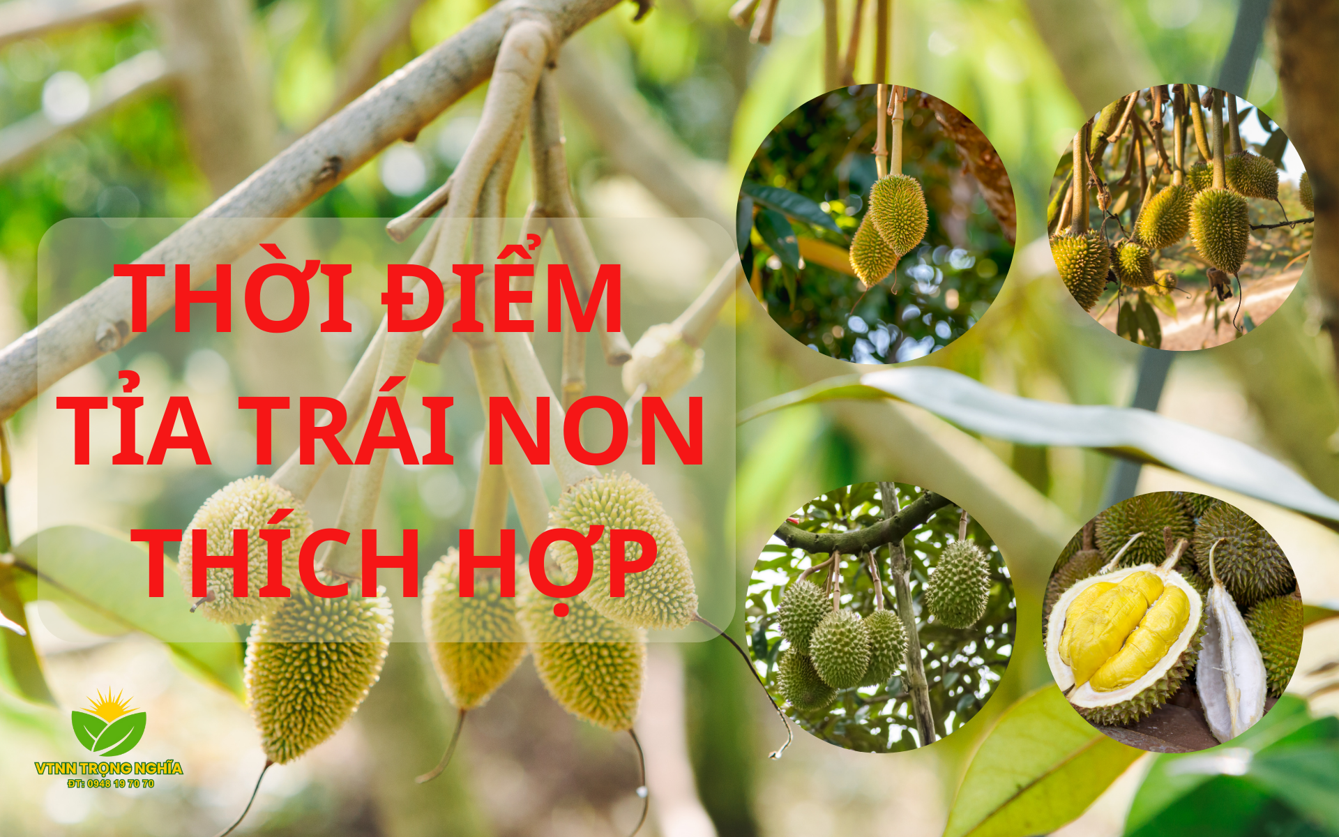 THỜI ĐIỂM TỈA TRÁI NON SẦU RIÊNG THÍCH HỢP