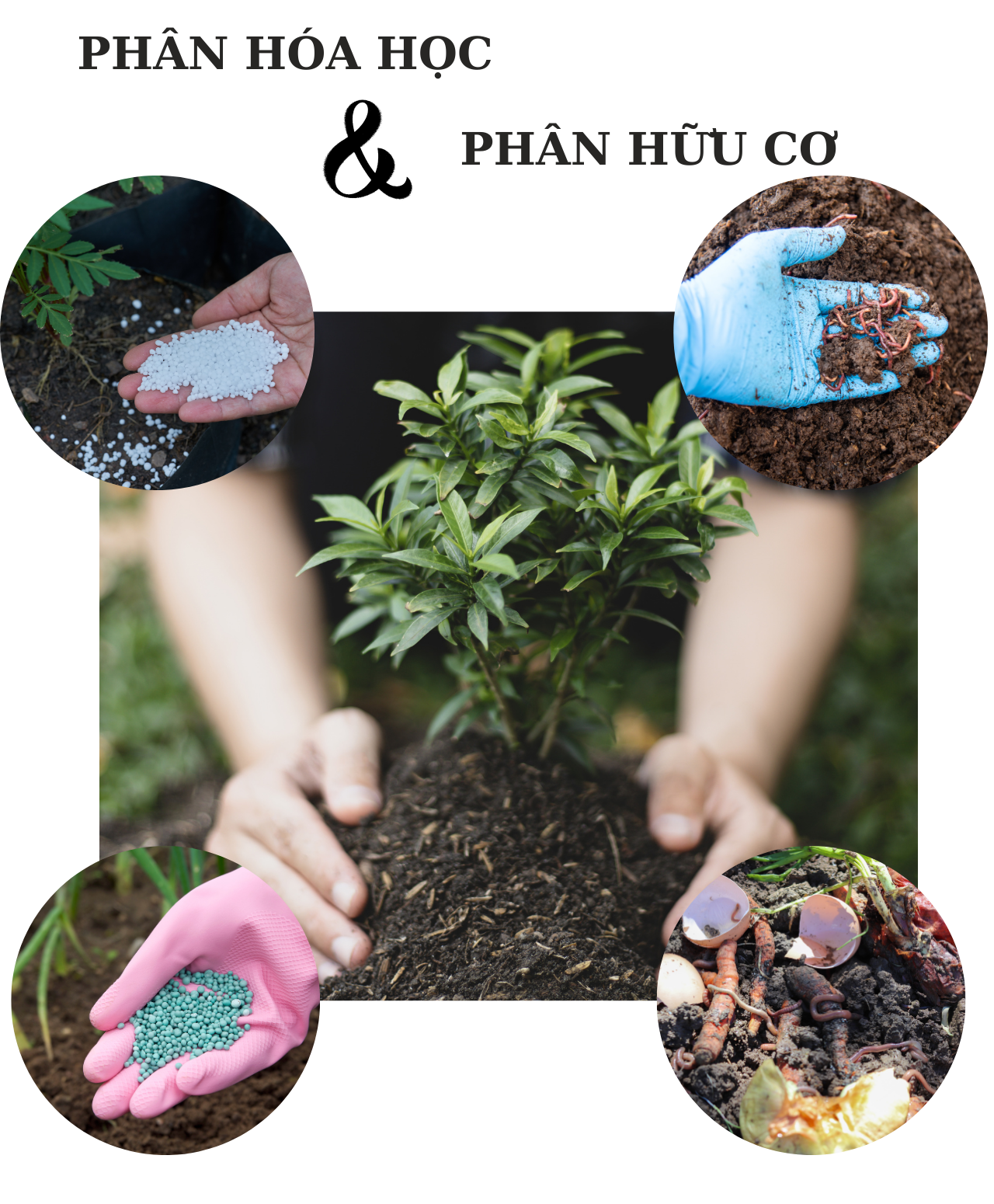 Phân bón hữu cơ là gì? So sánh ưu và nhược điểm của phân hữu cơ và phân hóa học