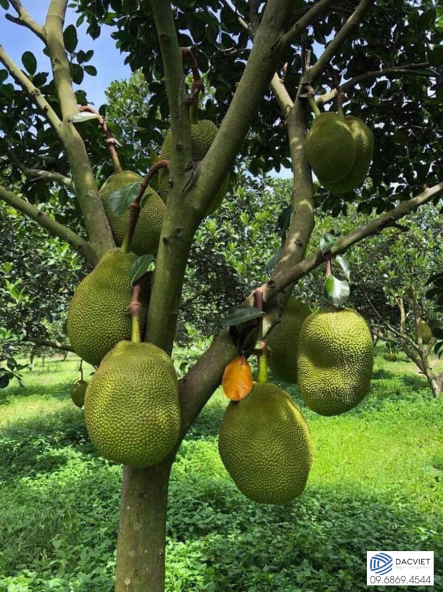 Phân gà hữu cơ Nhật Bản hiệu quả cao với cây mít