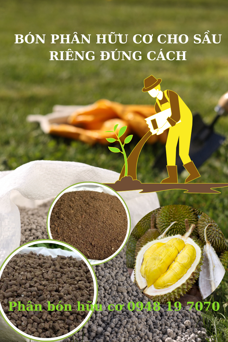 BÓN PHÂN HỮU CƠ CHO SẦU RIÊNG ĐÚNG CÁCH