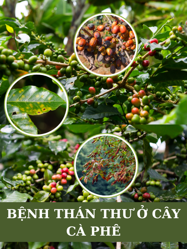 Nguyên nhân và các phòng tránh bệnh thán thư ở cây cà phê