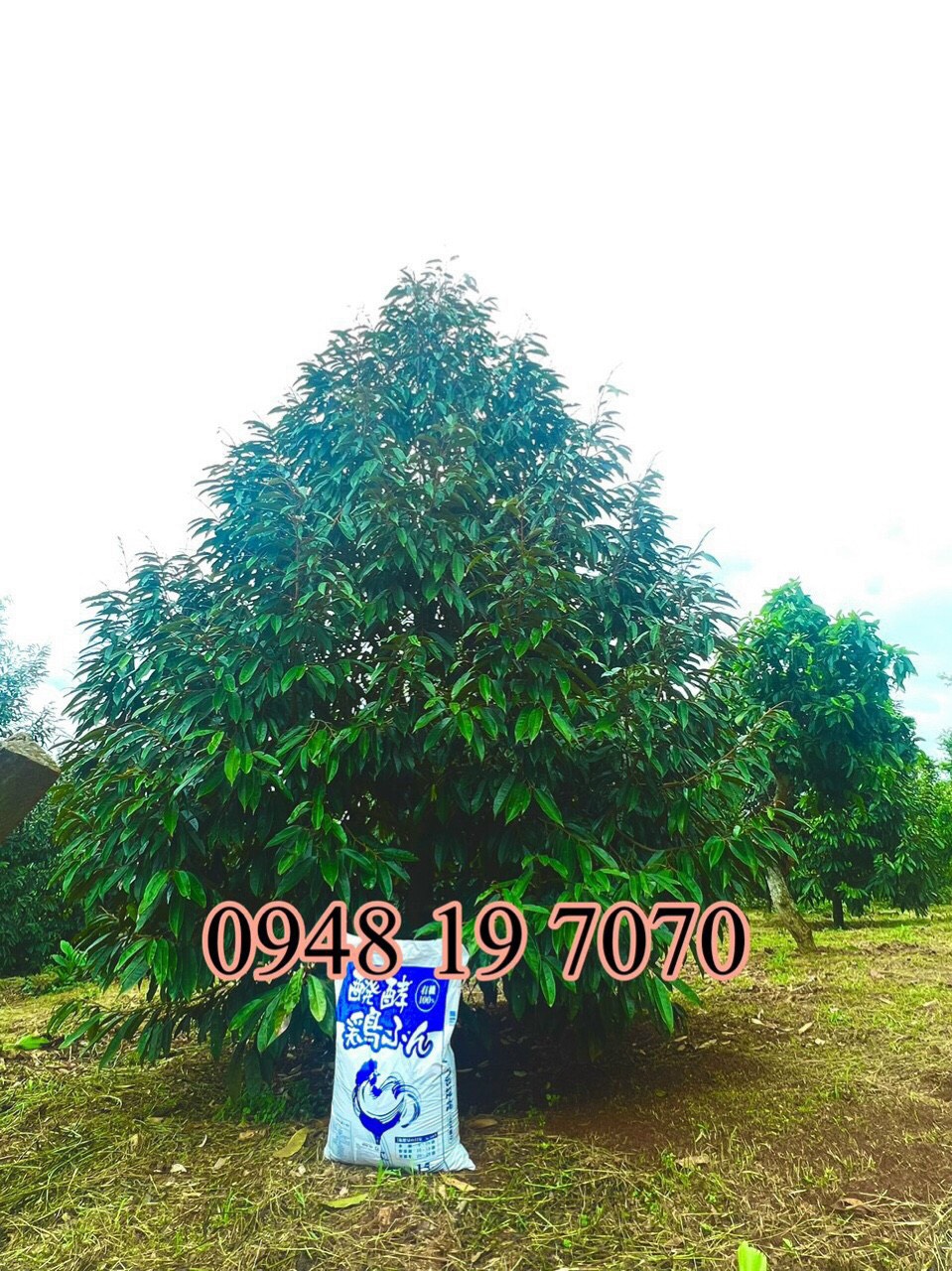 PHÂN HỮU CƠ VI SINH DẠNG BỘT - HIỆU QUẢ - TIẾT KIỆM – CÂY NHANH HẤP THU CHO CÂY SẦU RIÊNG